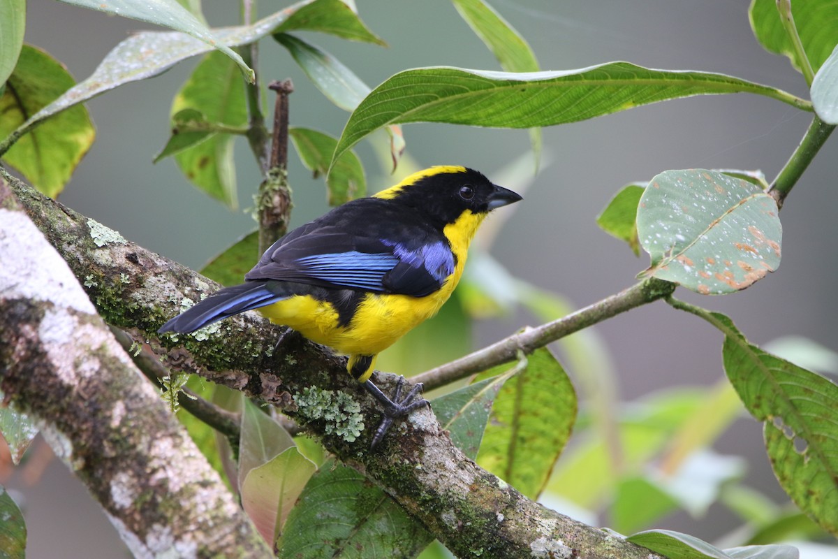 Андагра жовтоголова - ML645803931