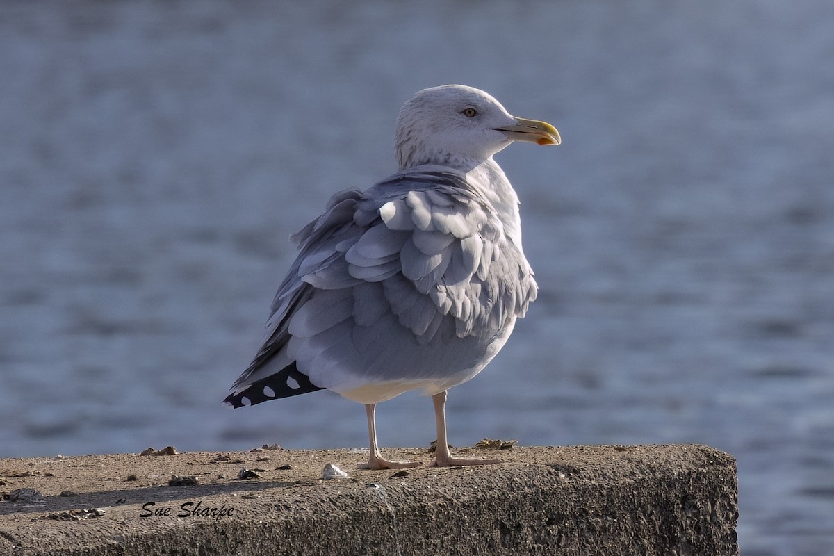 Мартин американський - ML645803932