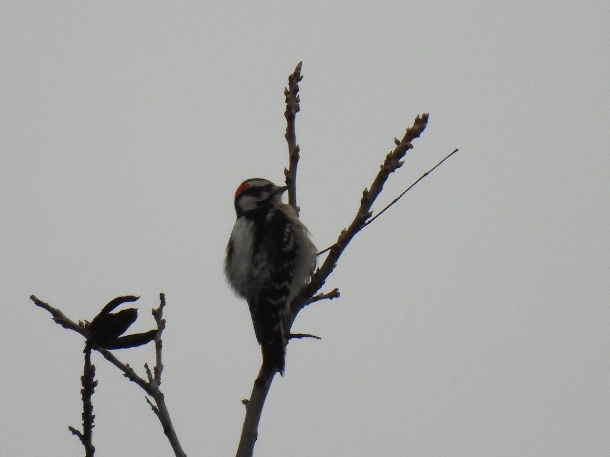 Дятел пухнастий - ML645803933