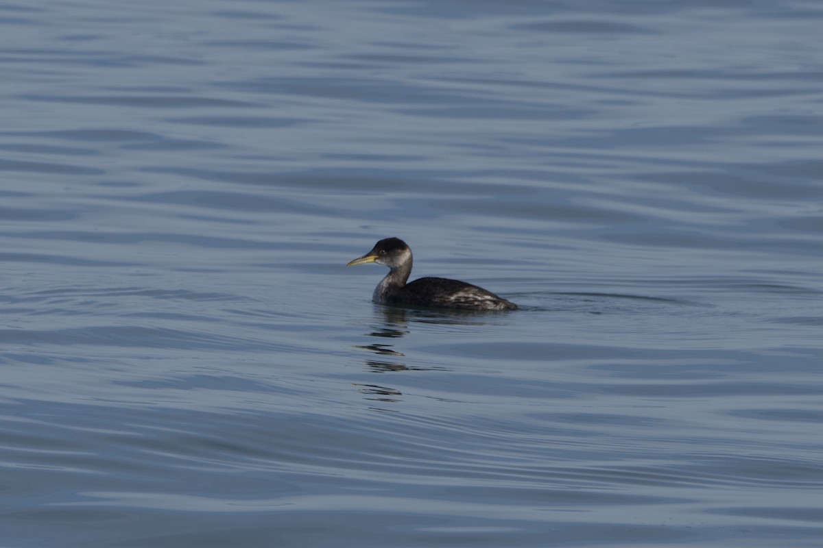 Пірникоза сірощока - ML645803935