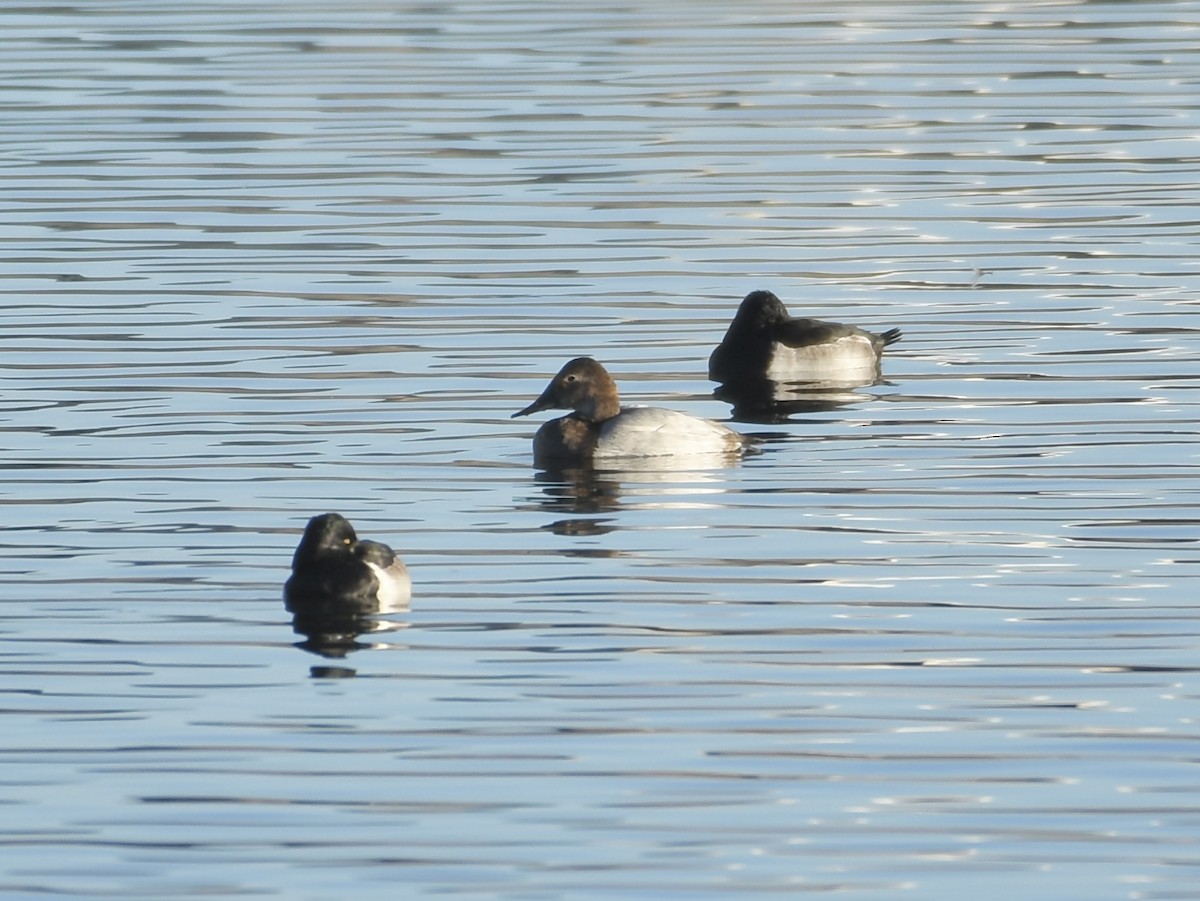 Попелюх довгодзьобий - ML645803936