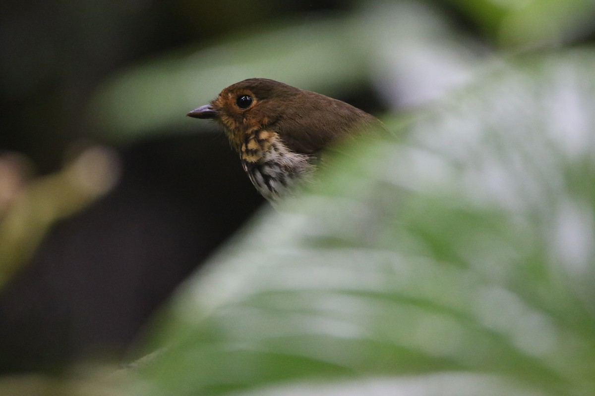 Понгіто мінливобарвний - ML645803937