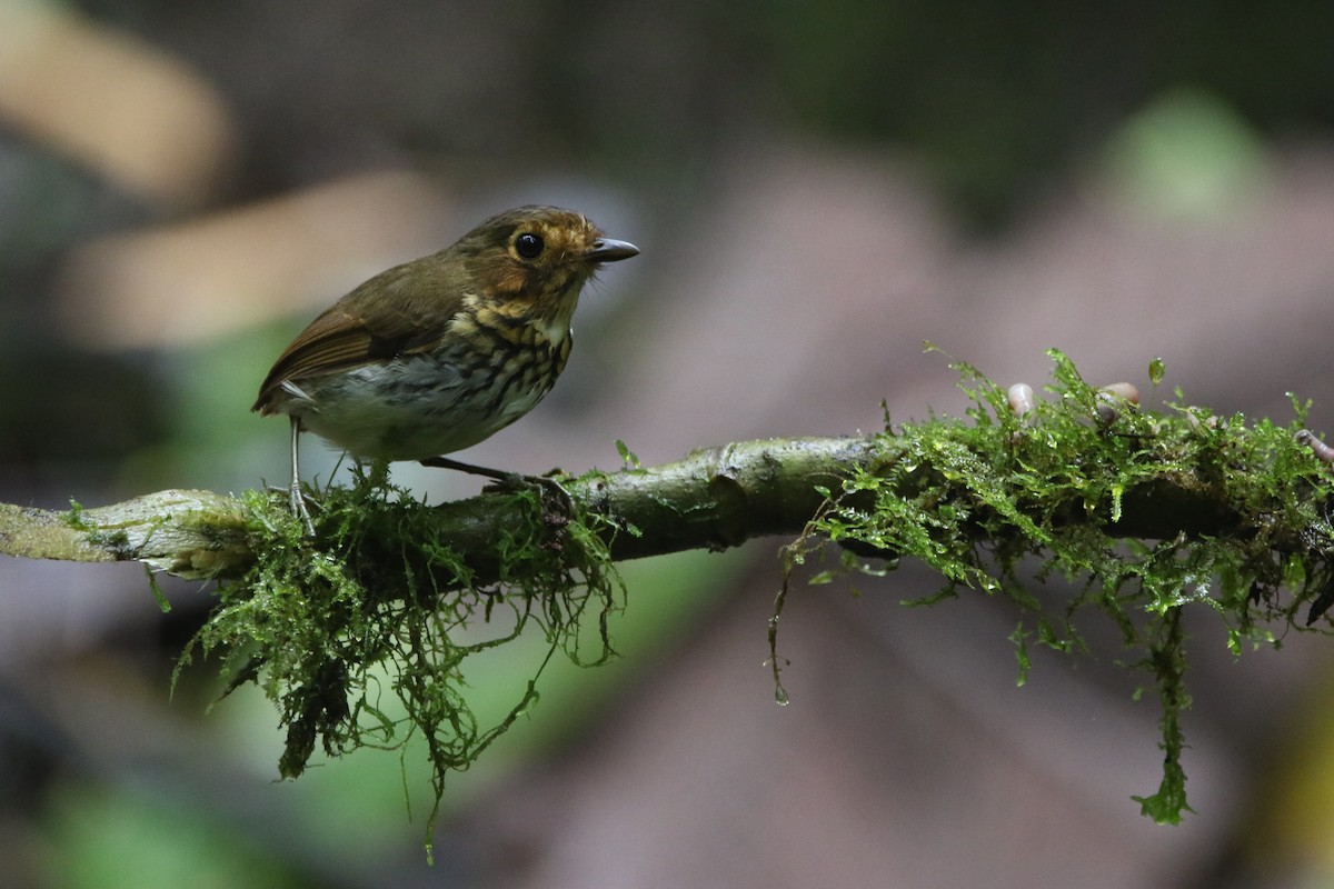 Понгіто мінливобарвний - ML645803938