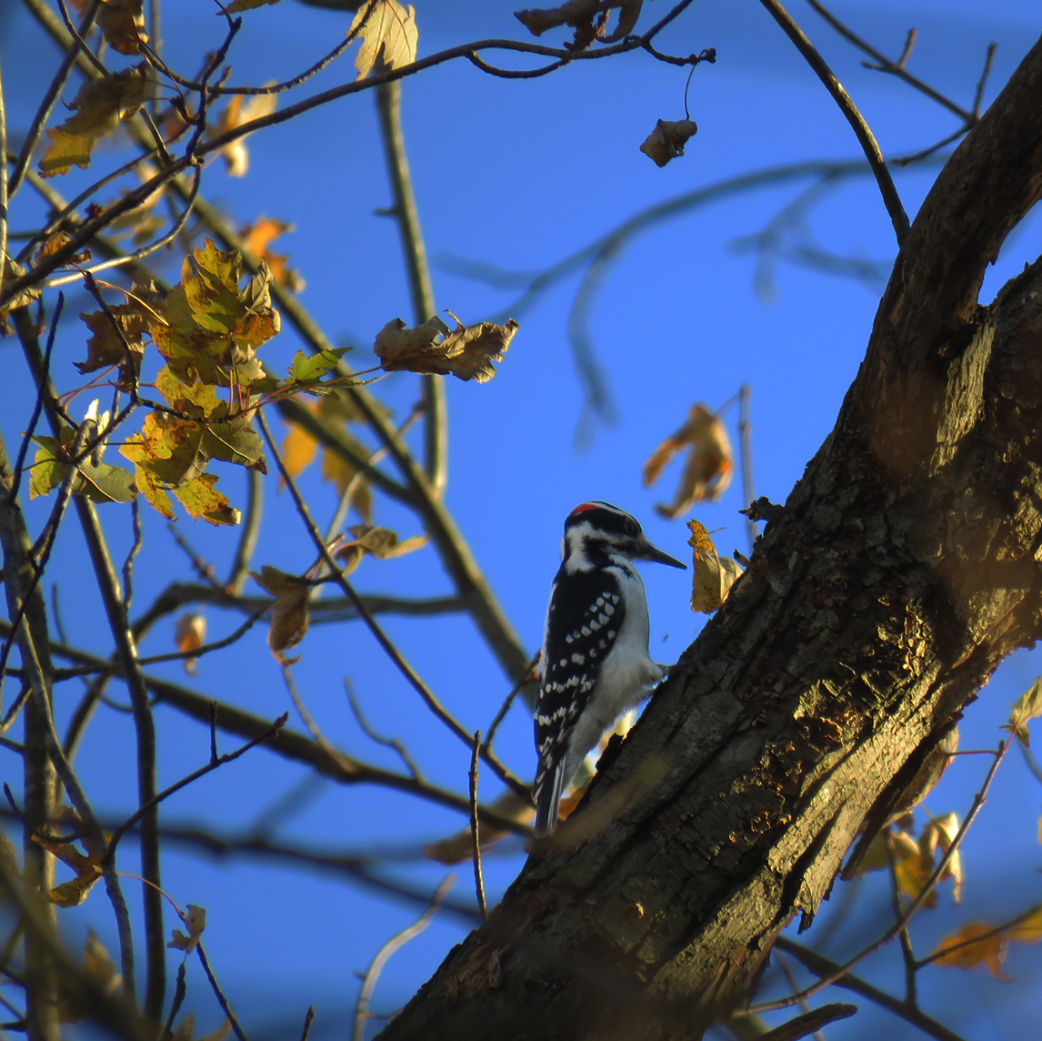 Дятел волохатий - ML645803941