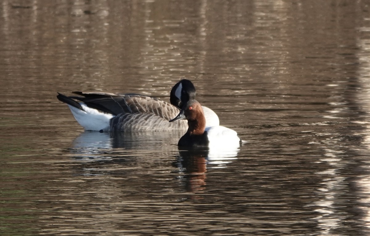 Murgilari bizkarzuria - ML645803942