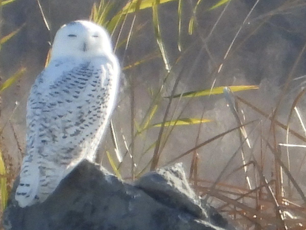 Сова біла - ML645803943