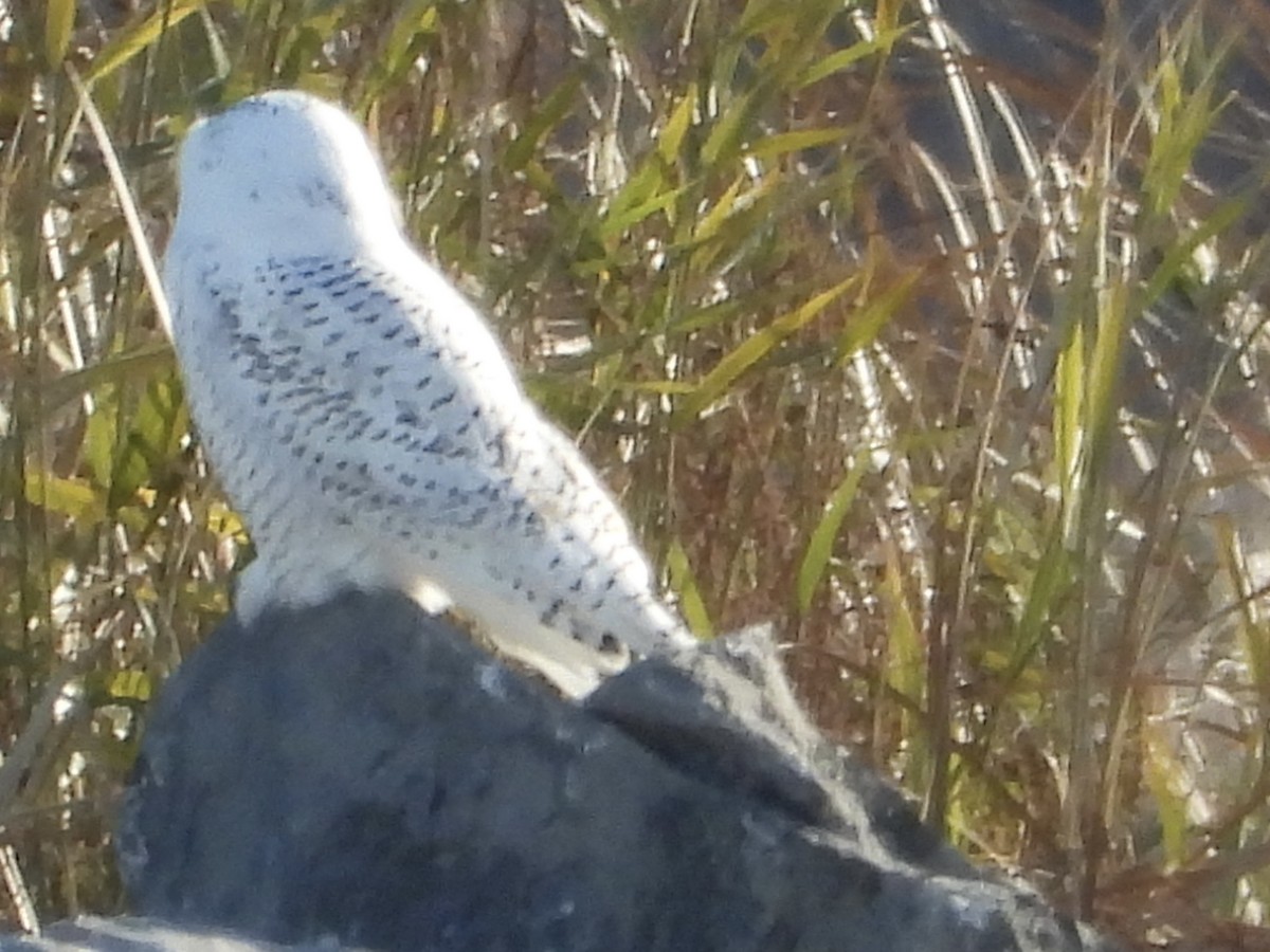 Сова біла - ML645803944