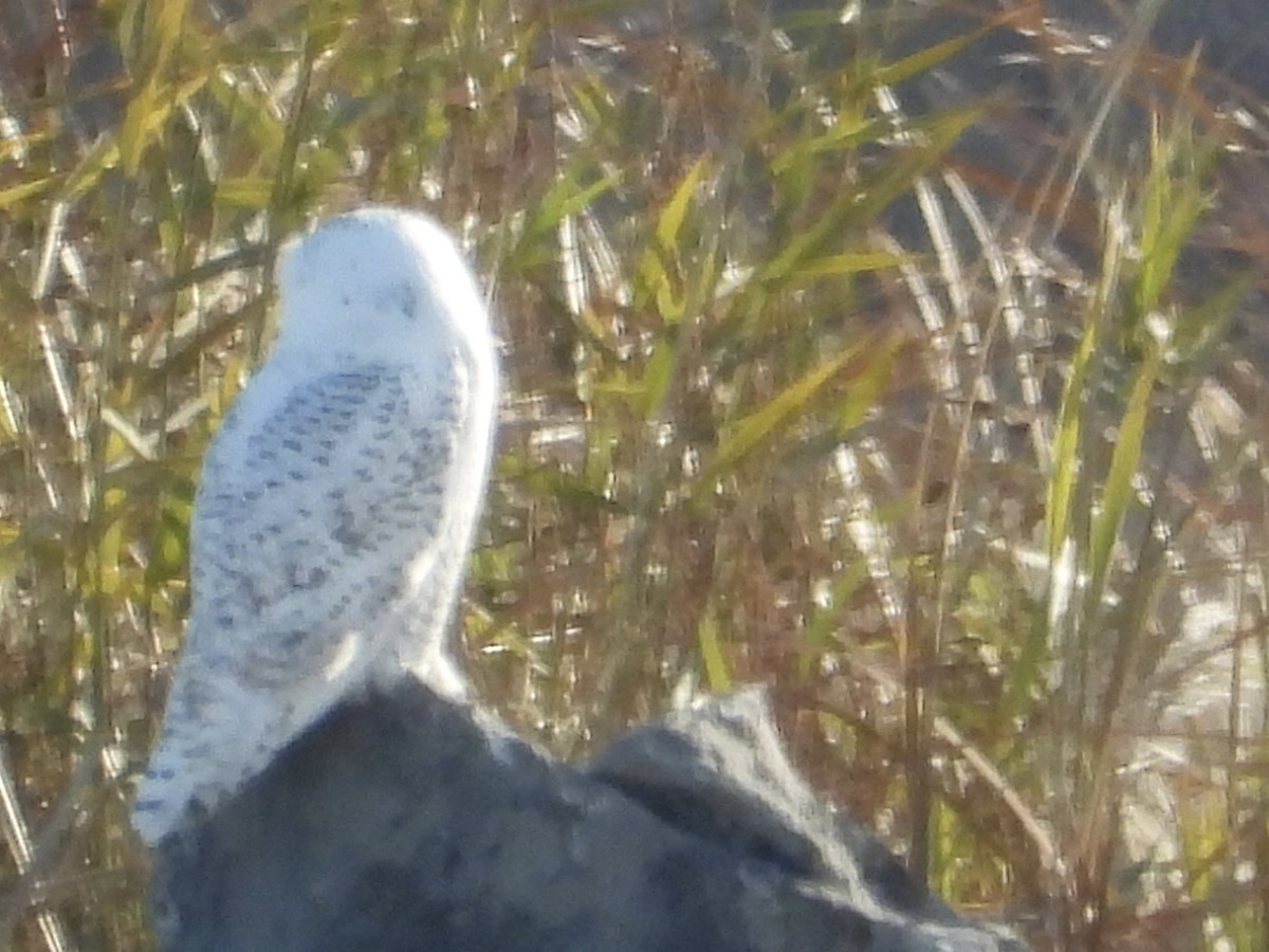 Сова біла - ML645803945