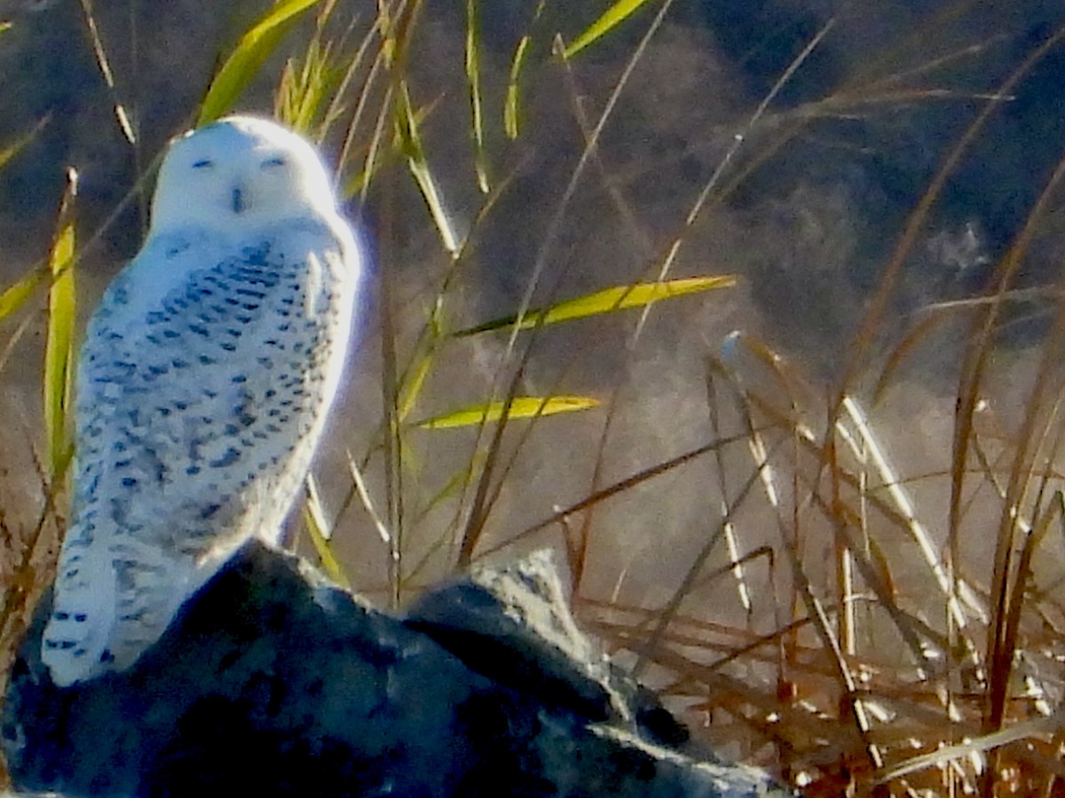 Сова біла - ML645803946