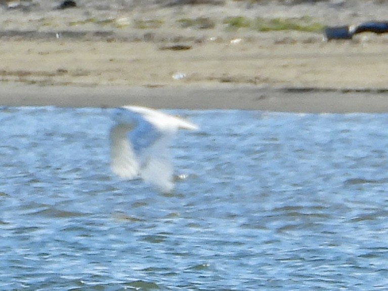 Сова біла - ML645803947