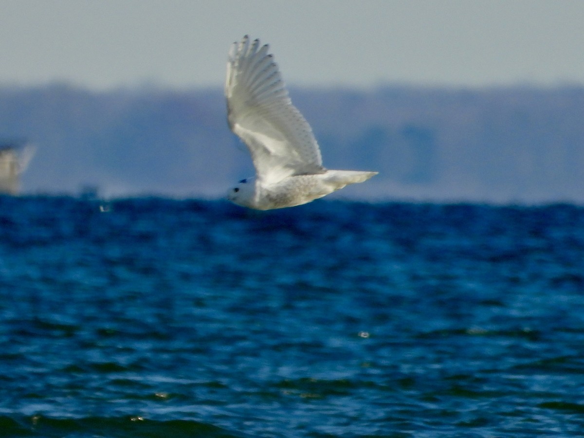 Сова біла - ML645803948