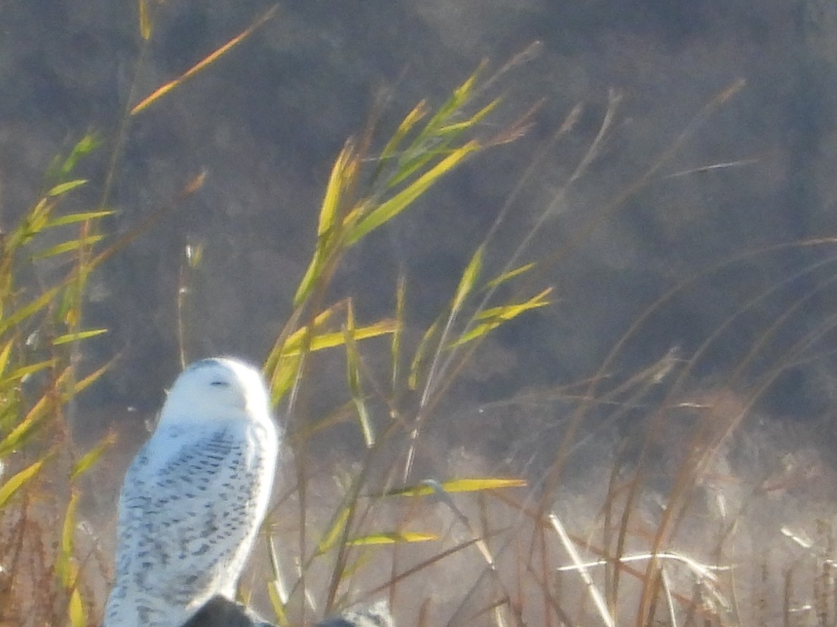 Сова біла - ML645803949