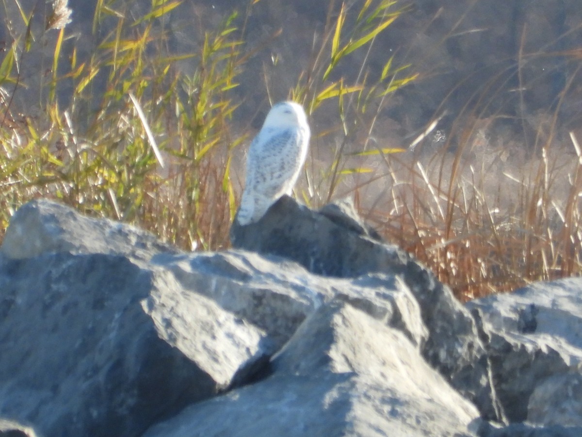 Сова біла - ML645803950