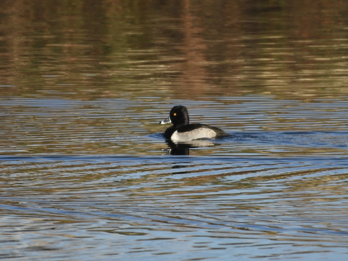 Чернь канадська - ML645803951