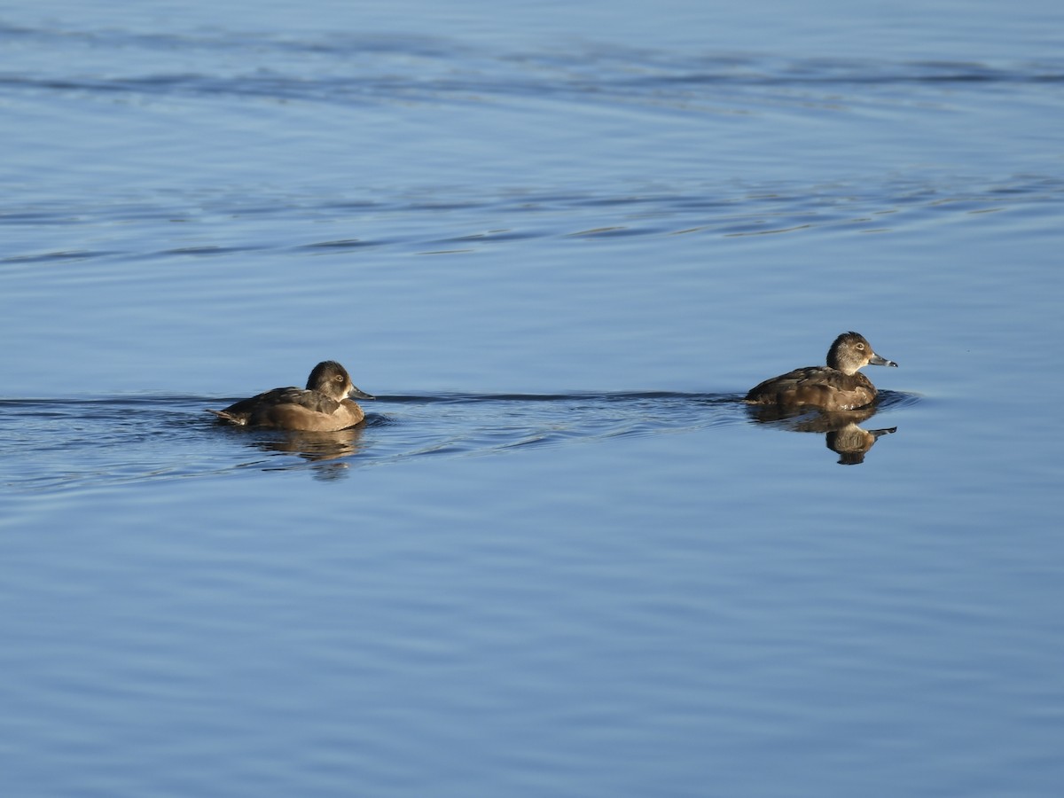 Чернь канадська - ML645803953