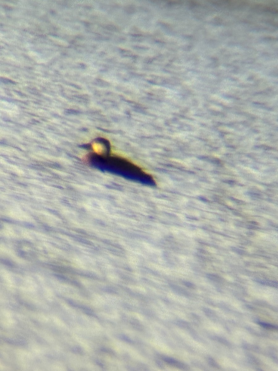 Синьга американська - ML645803954