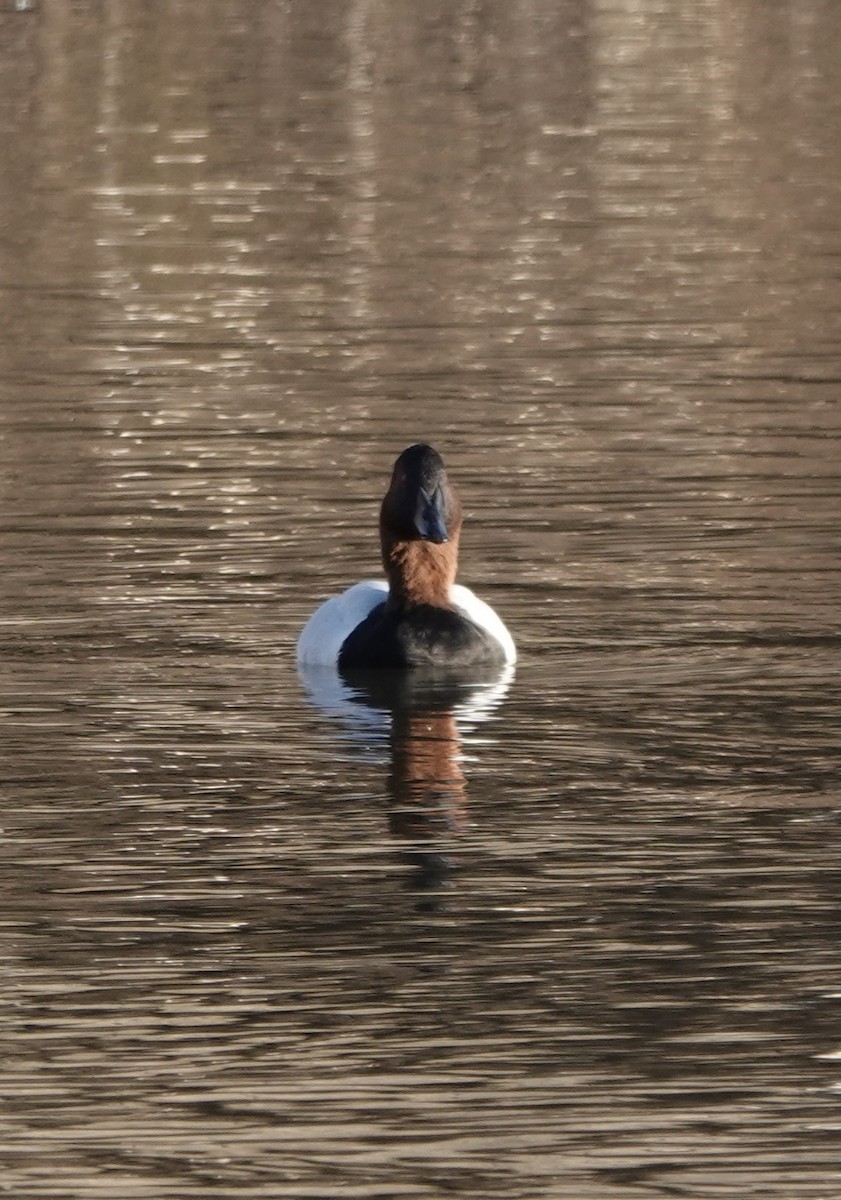 Murgilari bizkarzuria - ML645803955