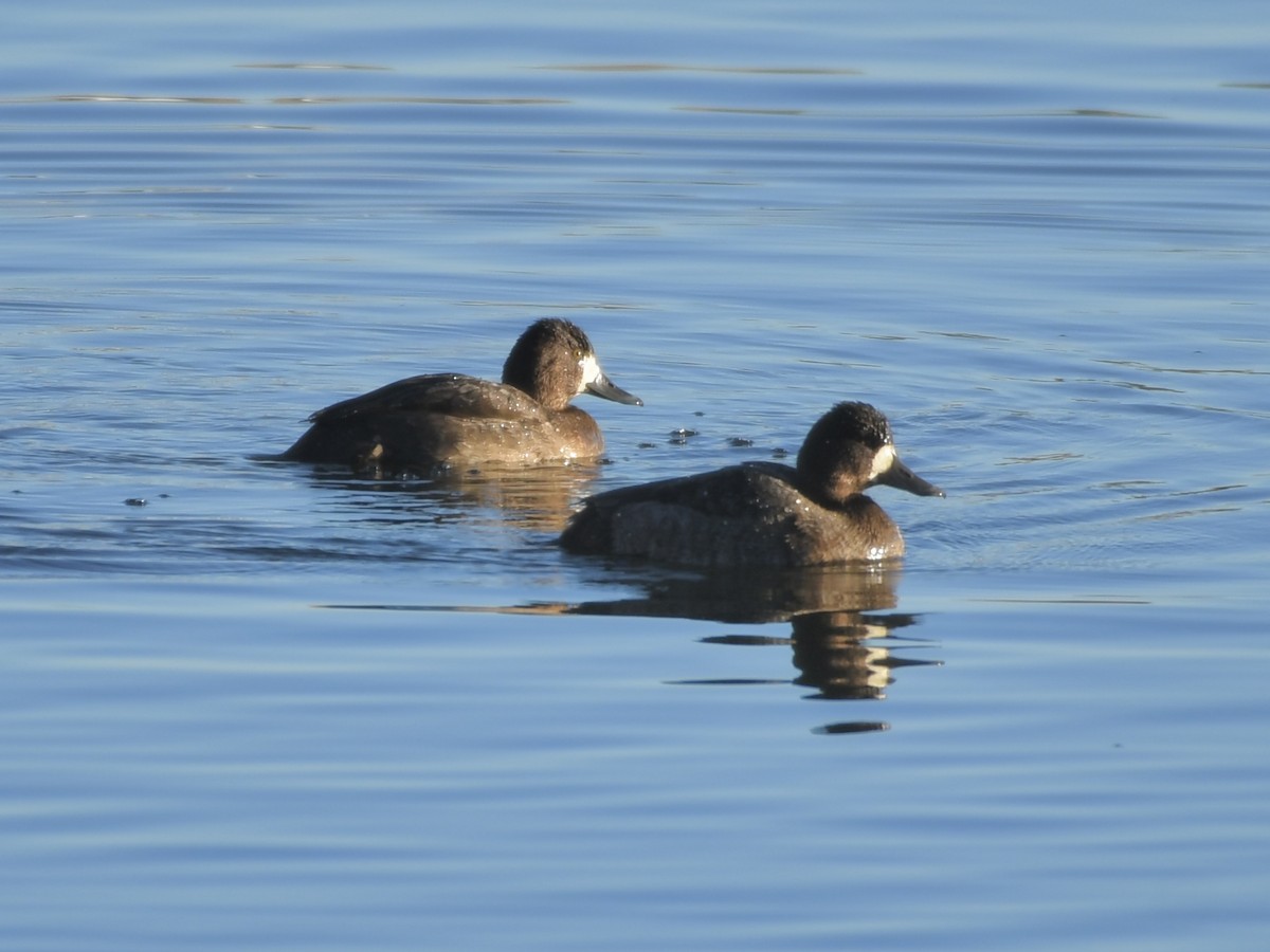 Чернь американська - ML645803956