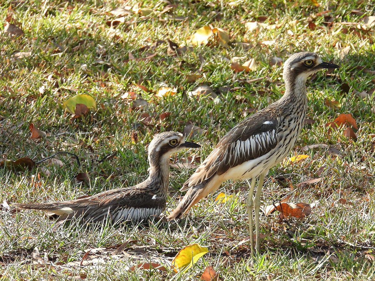 Лежень австралійський - ML645803957