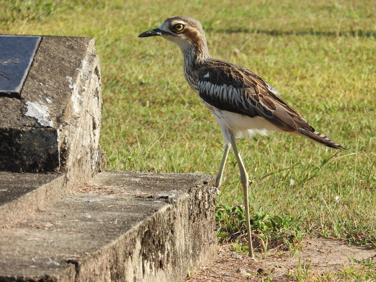 Лежень австралійський - ML645803958