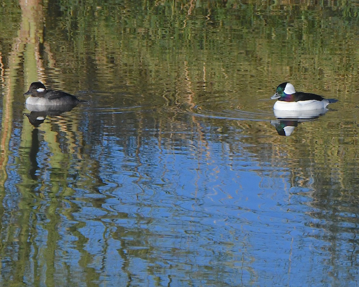 Гоголь малий - ML645803959