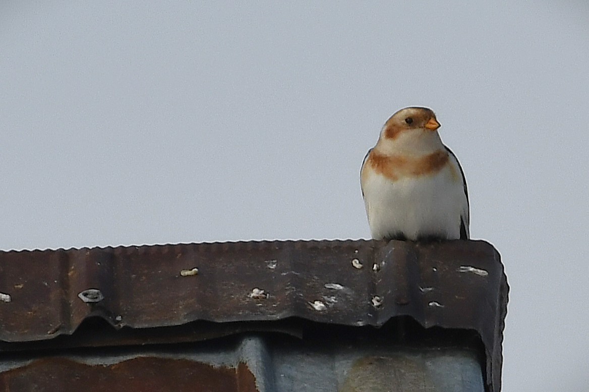 Snow Bunting - ML645803960