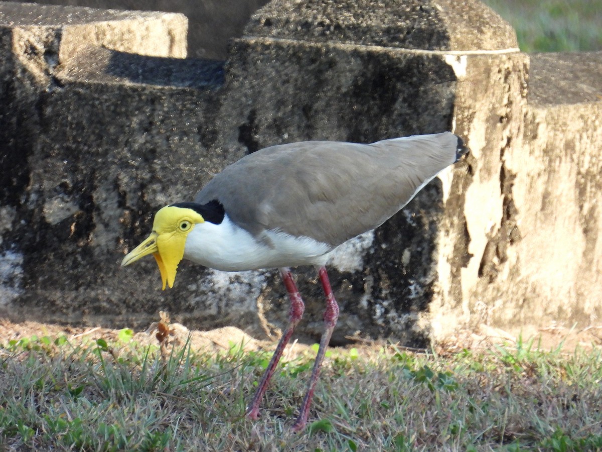 Masked Lapwing (Masked) - ML645803965