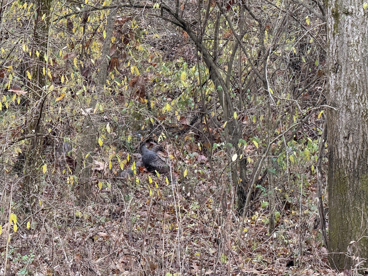 Wild Turkey - ML645803968