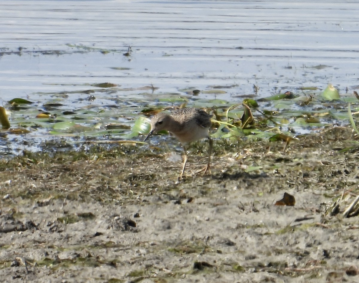 Buff-breasted Sandpiper - ML645803977