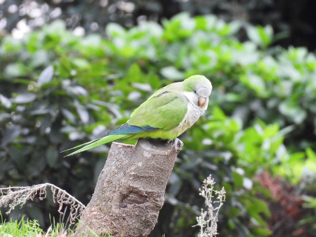 Monk Parakeet - ML645803988