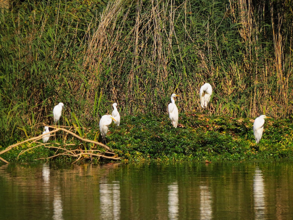 Garceta Grande - ML645803996