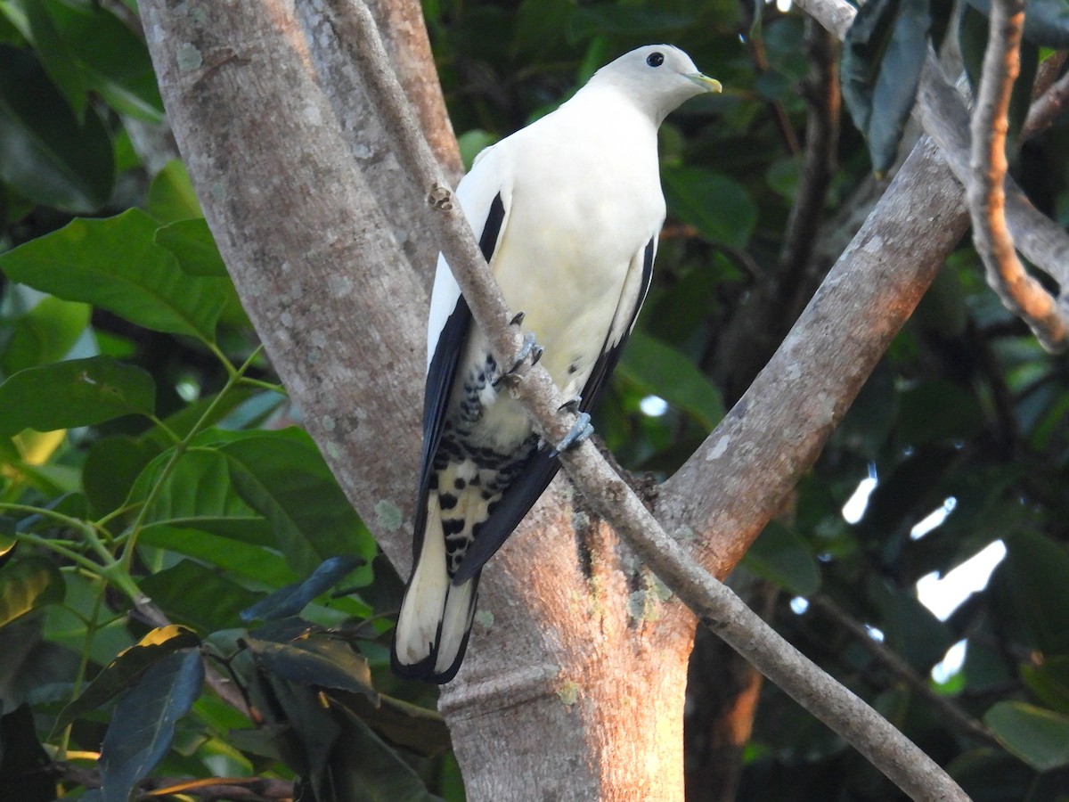 Torresian Imperial-Pigeon - ML645804005