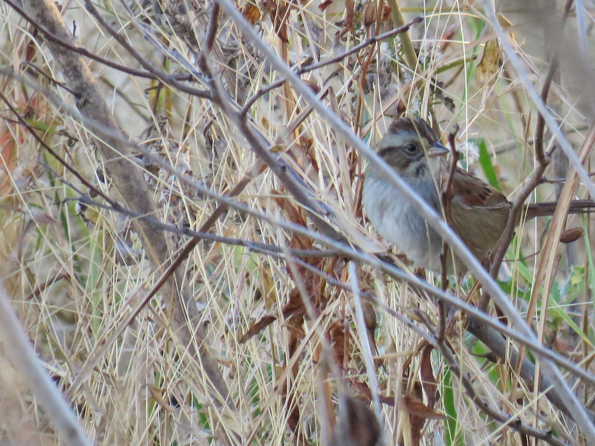 Bruant des marais - ML645804010