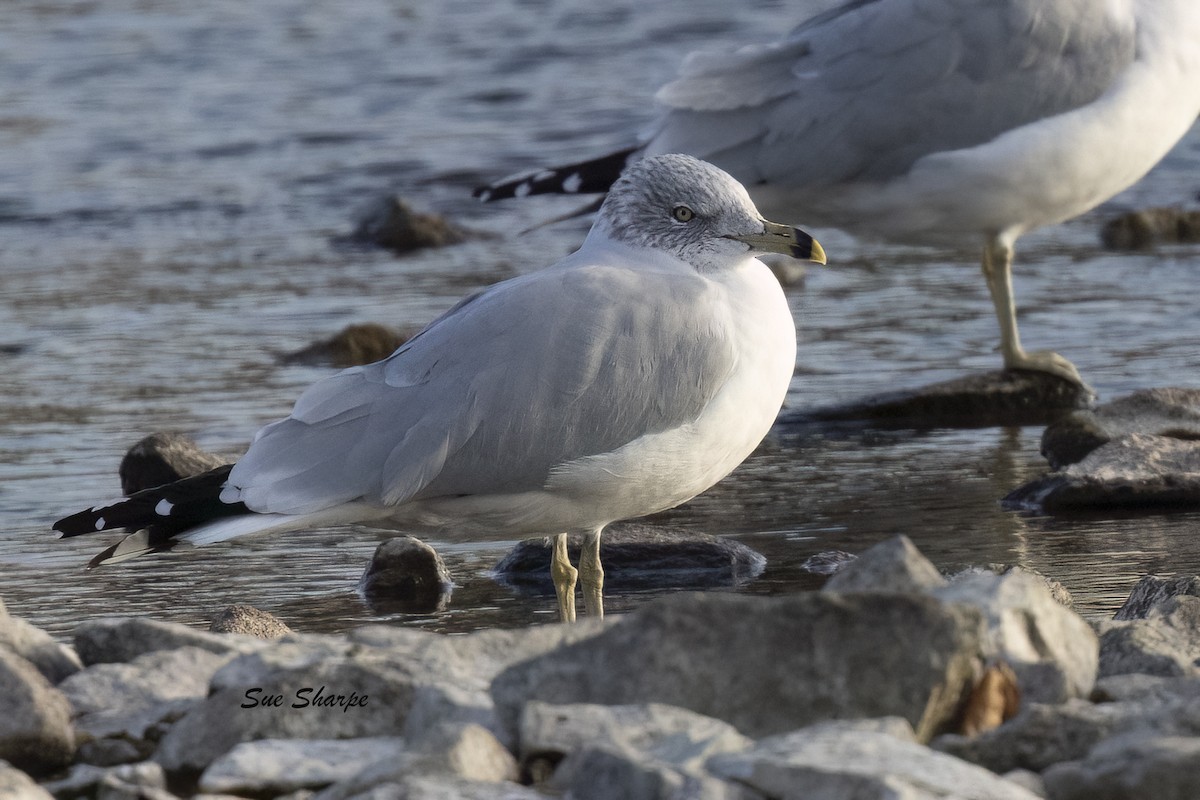 Ring-billed Gull - ML645804014