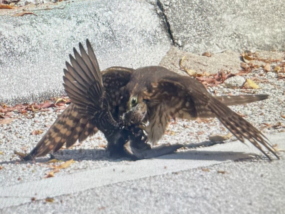 Merlin (Taiga) - ML645804015