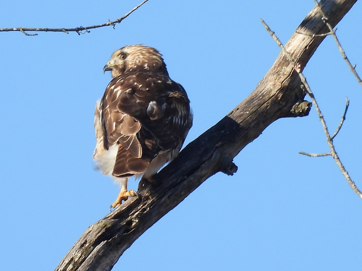 Red-shouldered Hawk - ML645804018