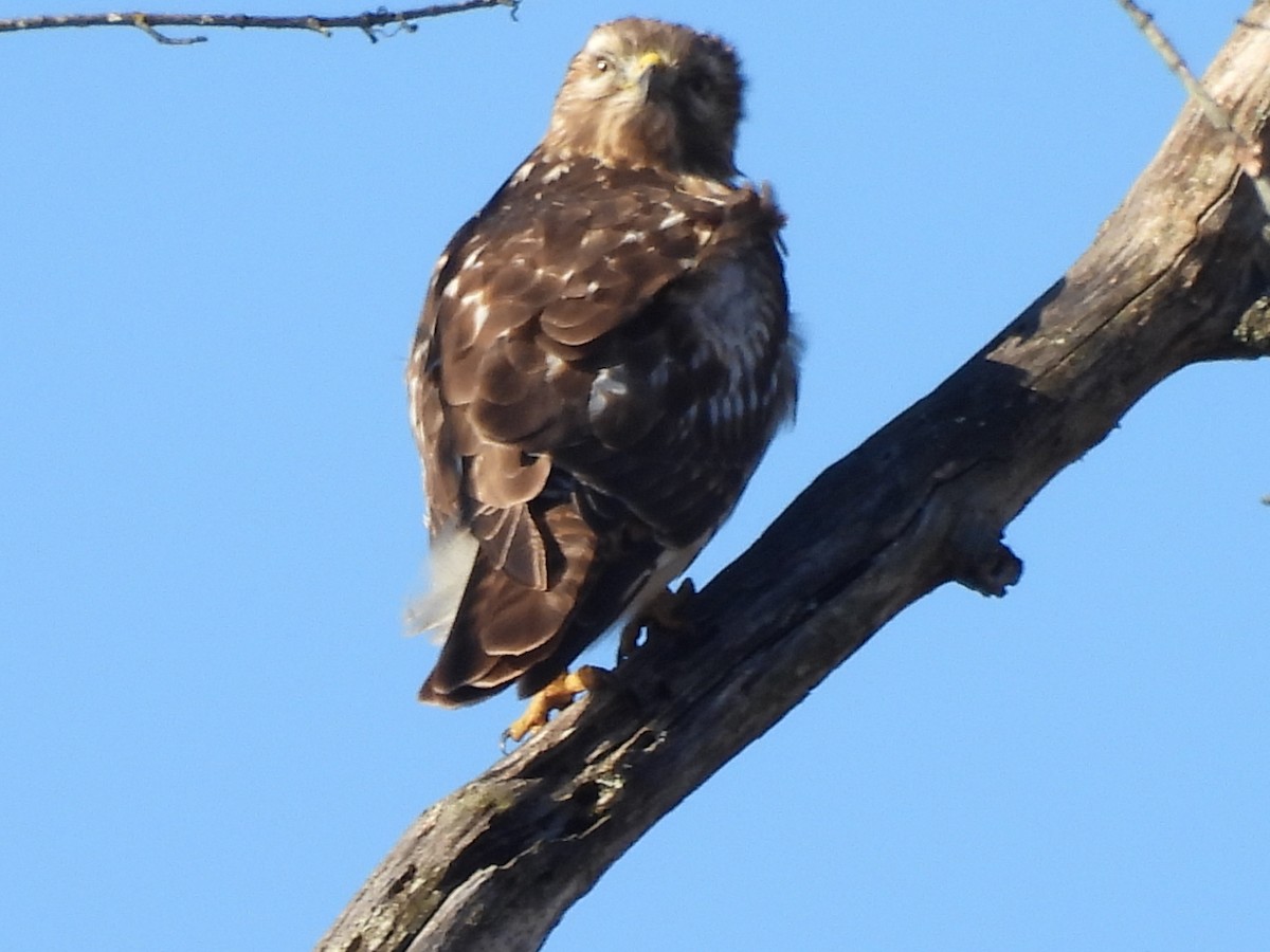 Red-shouldered Hawk - ML645804023