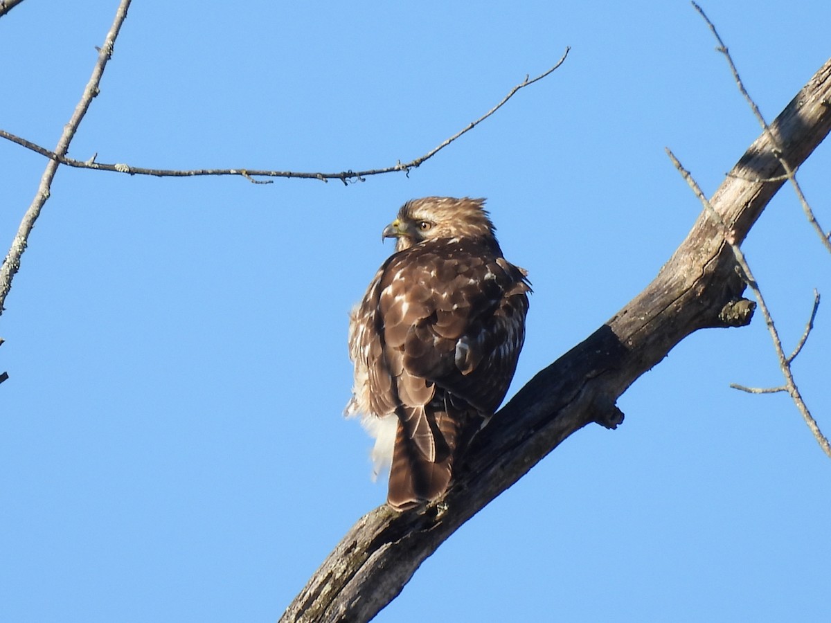 Red-shouldered Hawk - ML645804028