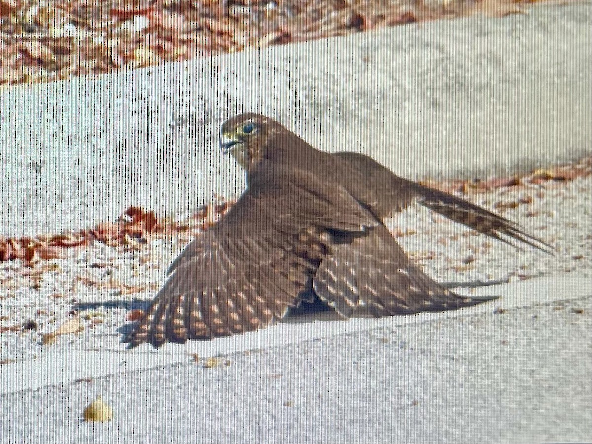 Merlin (Taiga) - ML645804032