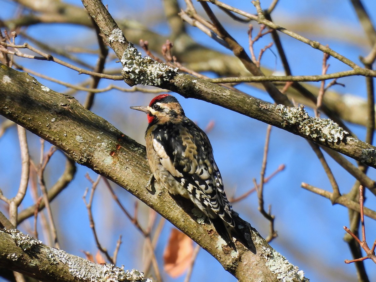 Yellow-bellied Sapsucker - ML645804036
