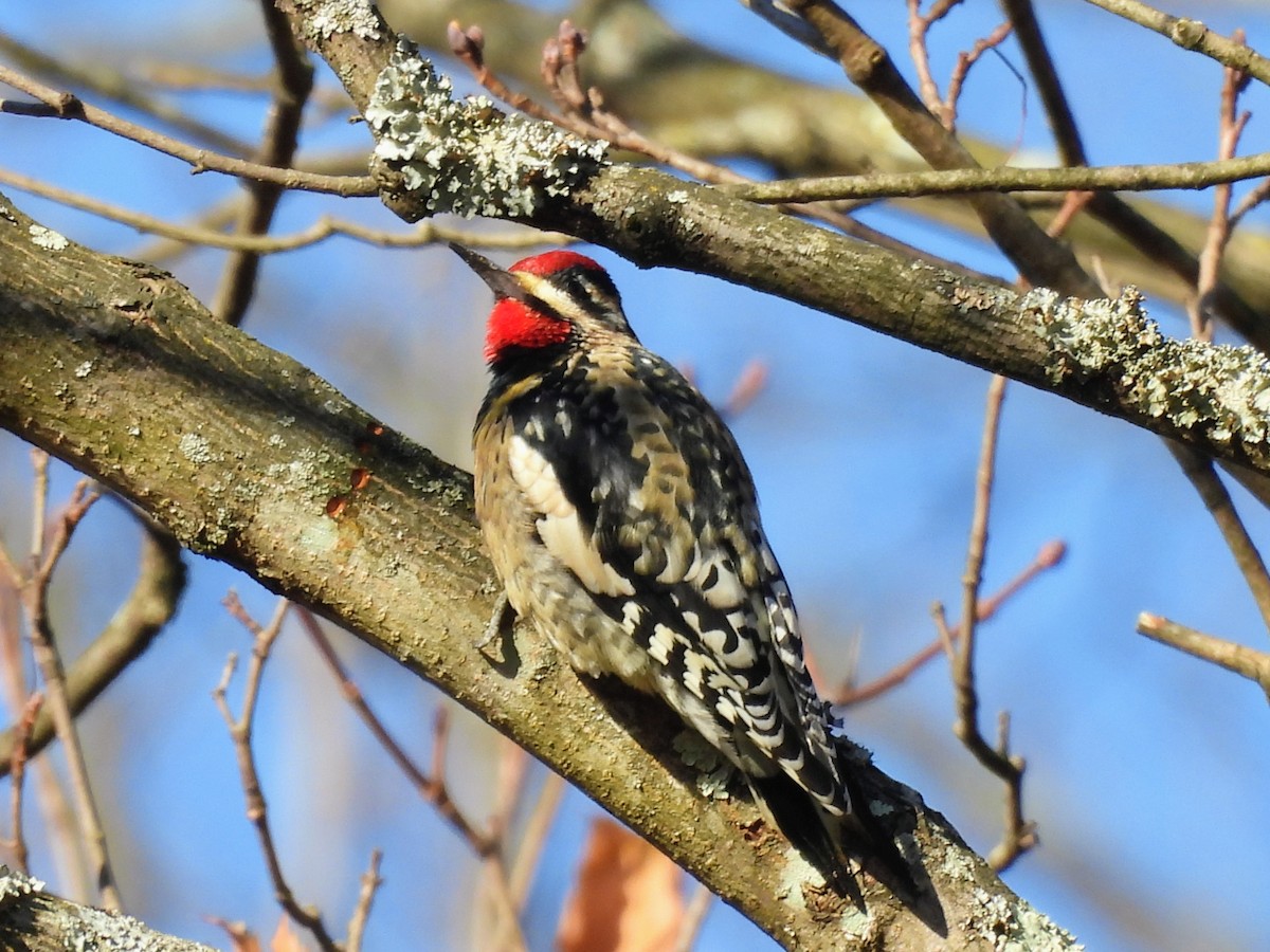 Yellow-bellied Sapsucker - ML645804042