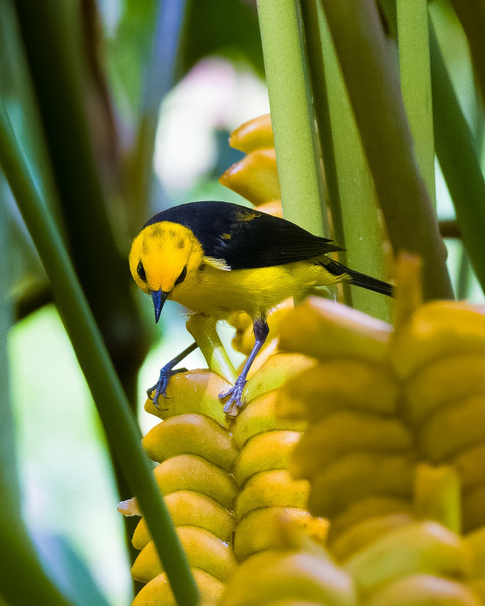 Black-and-yellow Tanager - ML645804043