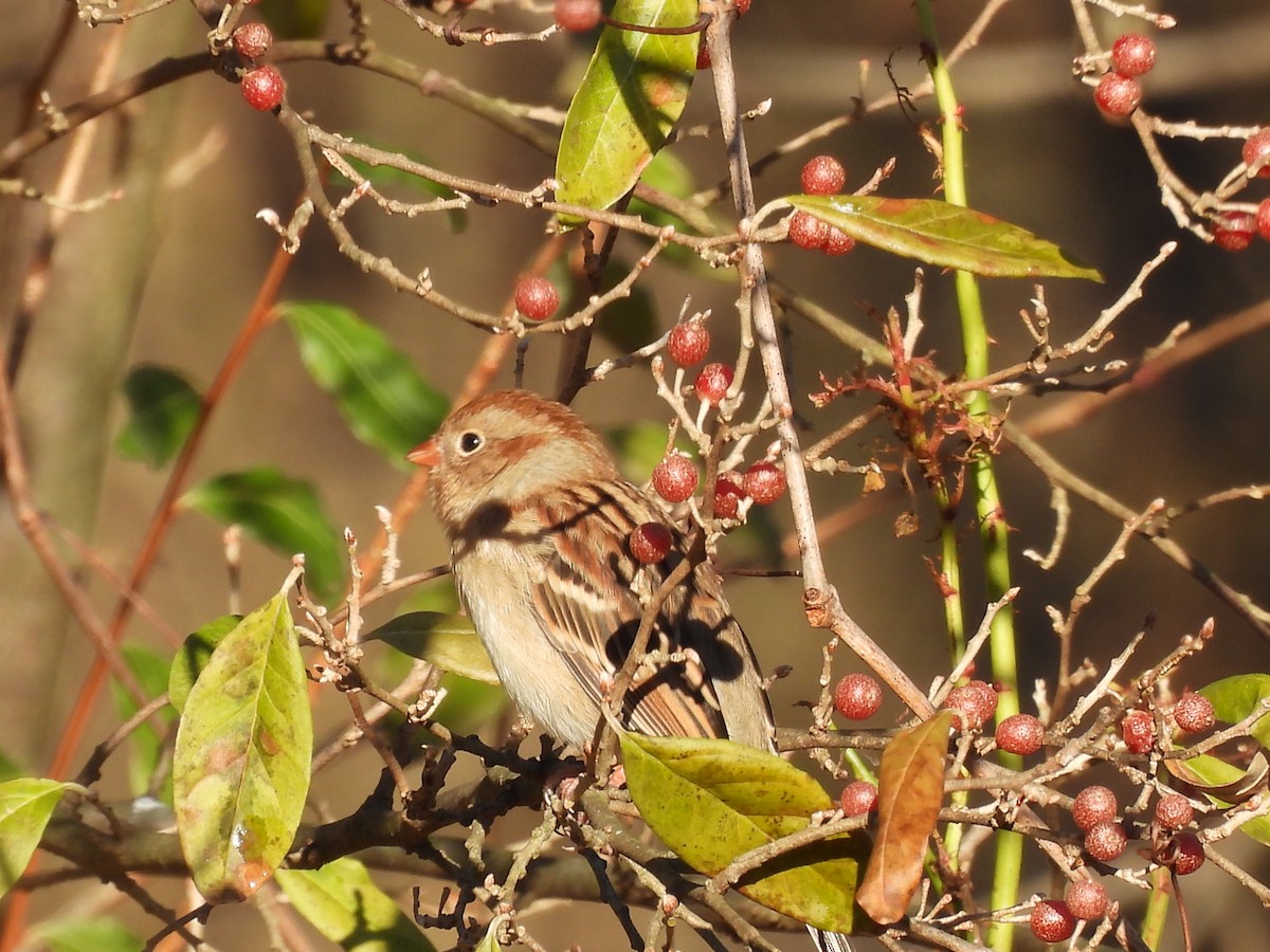 Field Sparrow - ML645804053