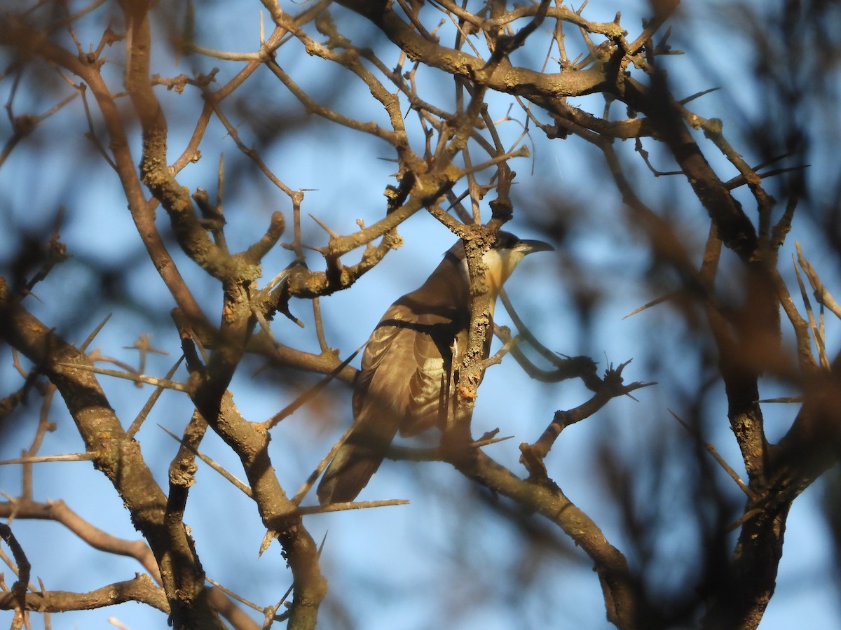 Кукліло бурий - ML645804062