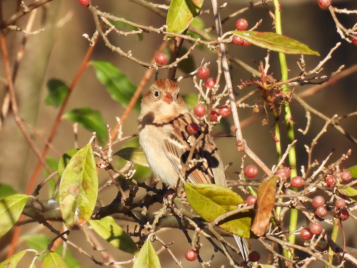 Field Sparrow - ML645804070