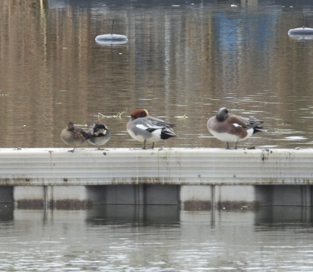 Eurasian Wigeon - ML645804072