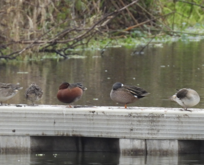 Blue-winged Teal - ML645804079