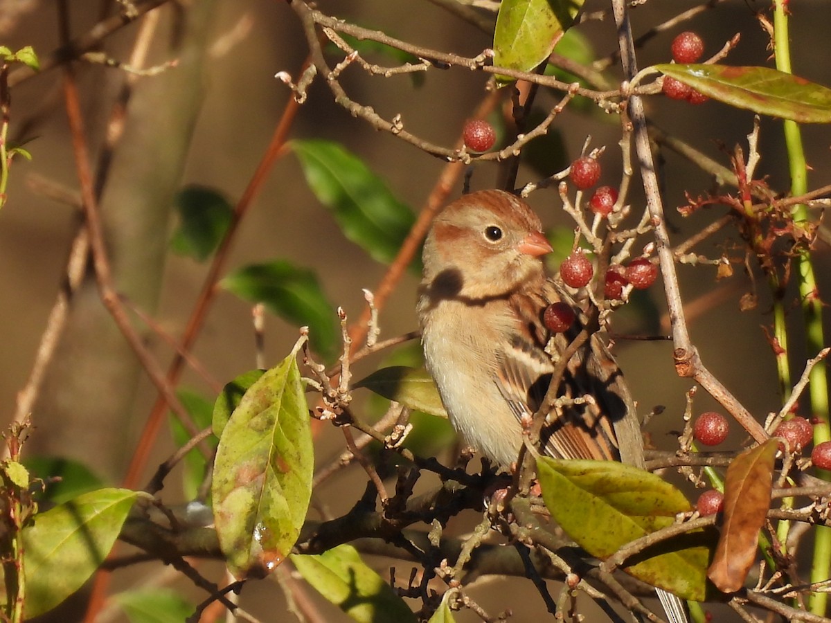 Field Sparrow - ML645804080