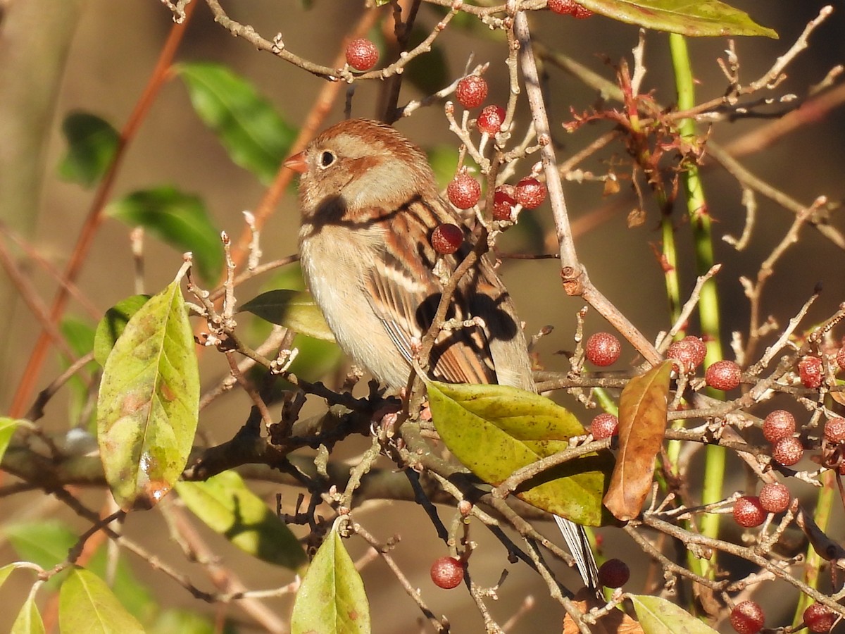 Field Sparrow - ML645804094