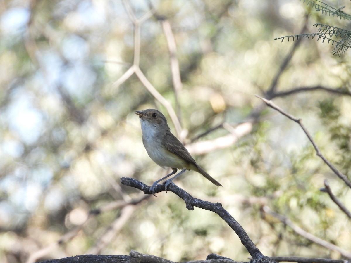 Fulvous-crowned Scrub-Tyrant - ML645804095